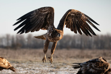 juvenile white-tailed eagle in flight