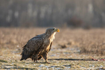 adult white tailed eagle