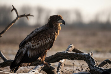 juvenile white tailed eagle - Haliaeetus albicilla - sitting on a branch