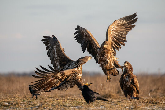 two white-tailed eagles fighting as a thrid one is watching them attacking each other