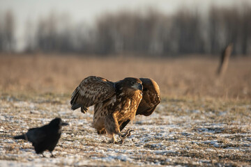 white tailed eagle walking looks like a funny angry bird