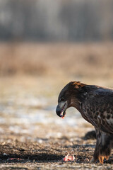juvenile white tailed eagle eating the prey