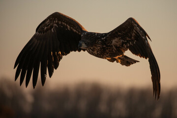 juvenile adult white-tailed eagle in flight