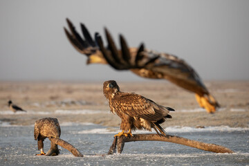 a white tailed eagle watching another eagle as it is flying past