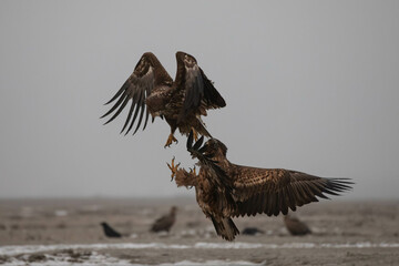 two white-tailed eagles fighting in a foggy scenery