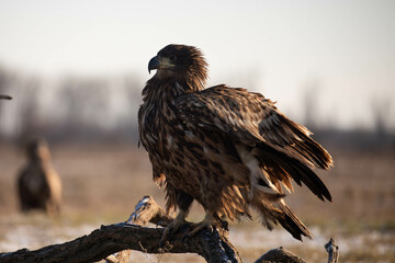 fluffy white tailed eagle on a branch