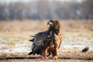 white tailed eagle with prey