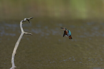 Alcedo atthis - Common kingfisher - Eurasian kingfisher - River kingfisher - Martin-pêcheur d'Europe