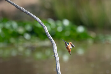 Alcedo atthis - Common kingfisher - Eurasian kingfisher - River kingfisher - Martin-pêcheur...