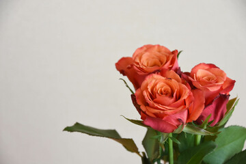 赤い薔薇