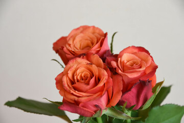 赤い薔薇
