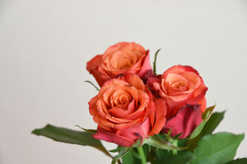 Fototapeta premium 赤い薔薇