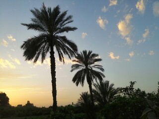 palm trees at sunset