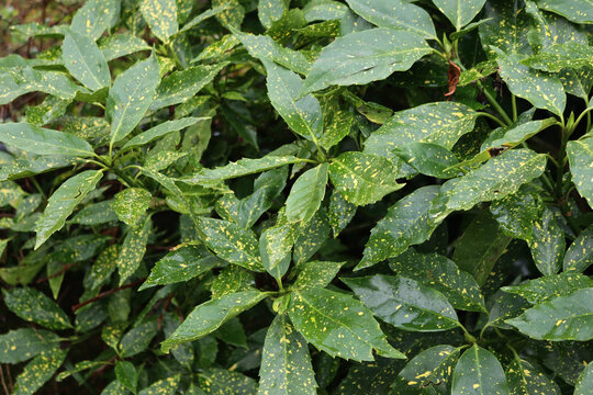Close-up of Aucuba japonica bush commonly called spotted laurel in the garden
