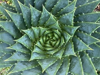 Close up of beautiful spiral design cactus centre of rare tropical green hot house plant the succulent spiked leaves forming a perfect spiral shape pattern from a flat lay view from above 