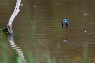 Alcedo atthis - Common kingfisher - Eurasian kingfisher - River kingfisher - Martin-pêcheur d'Europe