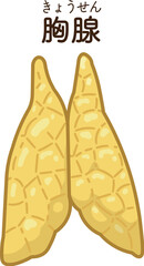 胸腺のイラスト　Thymus gland illustration