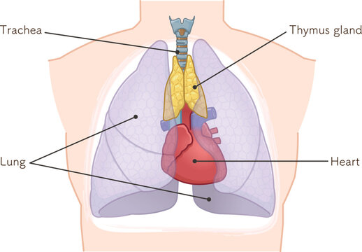 胸腺のイラスト　Thymus gland illustration