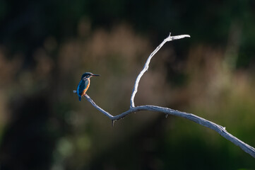 Alcedo atthis - Common kingfisher - Eurasian kingfisher - River kingfisher - Martin-pêcheur d'Europe