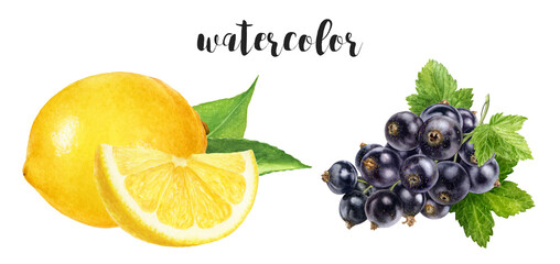 Hand-Painted Watercolor Lemon and Black Currant Botanical Illustration Isolated on White