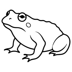 frog on a white