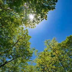 Obraz premium Upward View of Blue Sky and Green Trees