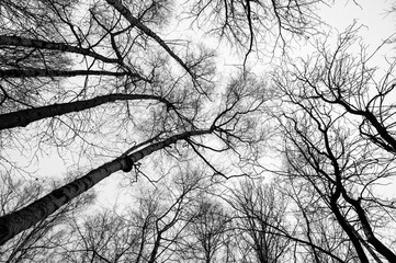 Tree black branch isolated on white. Black and white trees silhouettes on sky background. Bare branches trees in winter. Forest pattern texture. Halloween concept.
