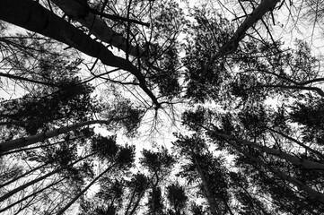 Tree black branch isolated on white. Black and white trees silhouettes on sky background. Bare...
