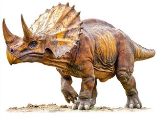 Fototapeta premium Triceratops Walking on Rocky Terrain in Its Natural Habitat - Realistic Educational Image