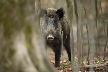 Dzik euroazjatycki, dzik, (Sus scrofa) © Bartosz Rakoczy