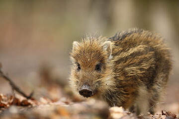 Dzik euroazjatycki, dzik, (Sus scrofa) © Bartosz Rakoczy