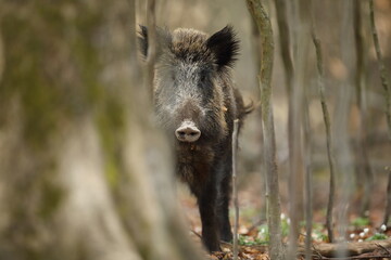 Dzik euroazjatycki, dzik, (Sus scrofa) © Bartosz Rakoczy