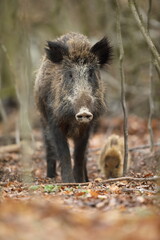 Dzik euroazjatycki, dzik, (Sus scrofa)