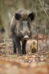 Dzik euroazjatycki, dzik, (Sus scrofa) © Bartosz Rakoczy