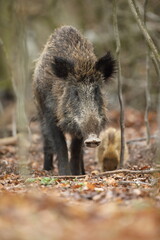 Dzik euroazjatycki, dzik, (Sus scrofa) © Bartosz Rakoczy