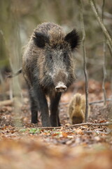Dzik euroazjatycki, dzik, (Sus scrofa) © Bartosz Rakoczy