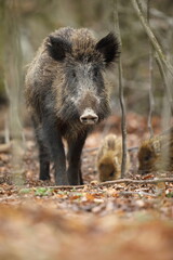 Dzik euroazjatycki, dzik, (Sus scrofa) © Bartosz Rakoczy
