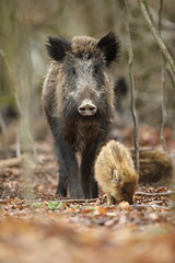 Dzik euroazjatycki, dzik, (Sus scrofa) © Bartosz Rakoczy