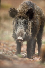 Dzik euroazjatycki, dzik, (Sus scrofa) © Bartosz Rakoczy
