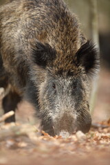 Dzik euroazjatycki, dzik, (Sus scrofa) © Bartosz Rakoczy