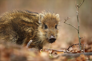 Dzik euroazjatycki, dzik, (Sus scrofa) © Bartosz Rakoczy