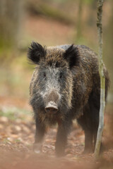 Dzik euroazjatycki, dzik, (Sus scrofa) © Bartosz Rakoczy