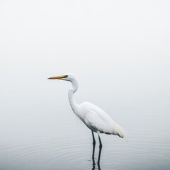 Majestic White Heron Standing Gracefully in Serene Waters Amidst Foggy Misty Environment Enhancing Tranquility and Natural Beauty of Avian Life