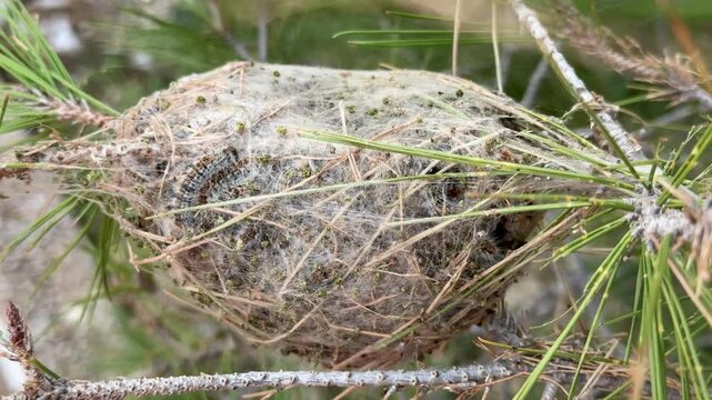 Caterpillar of a marching silkworm Thaumetopoea pityocampa on a nest on a pine tree in Spain. Nest of processionary Thaumetopoea pityocampa in pine tree, Spain