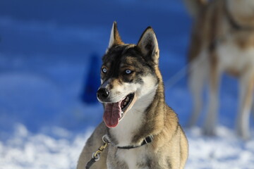 Husky - Hundeschlittenrennen - Hund - Winter