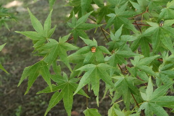 green leaves
