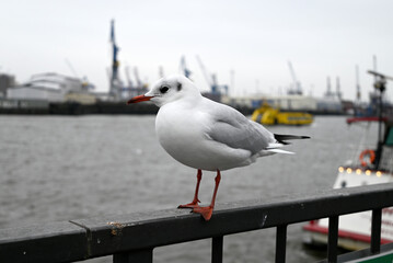Seagulls at the Hamburg Harbour in front of cranes