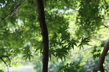 leaves in the forest