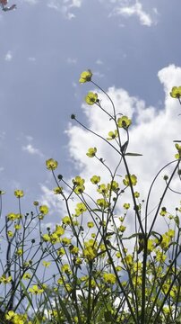 wild flowers in the sky