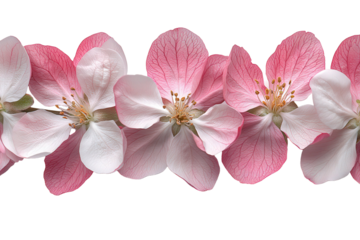 Delicate pink apple blossoms arranged in a horizontal row, isolated on a pure white background. Perfect for spring themes, greeting cards, and floral designs.